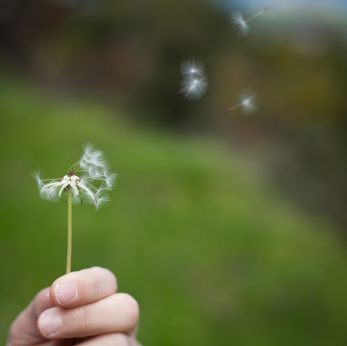 Fight Calgary Spring Allergies - Fine Line Home Builders